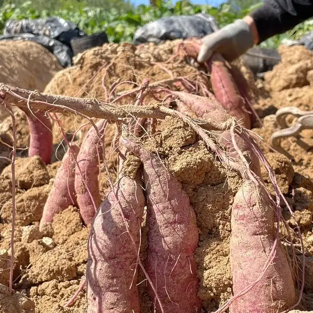 금산에서 재배하는 꿀고구마 판매합니다.