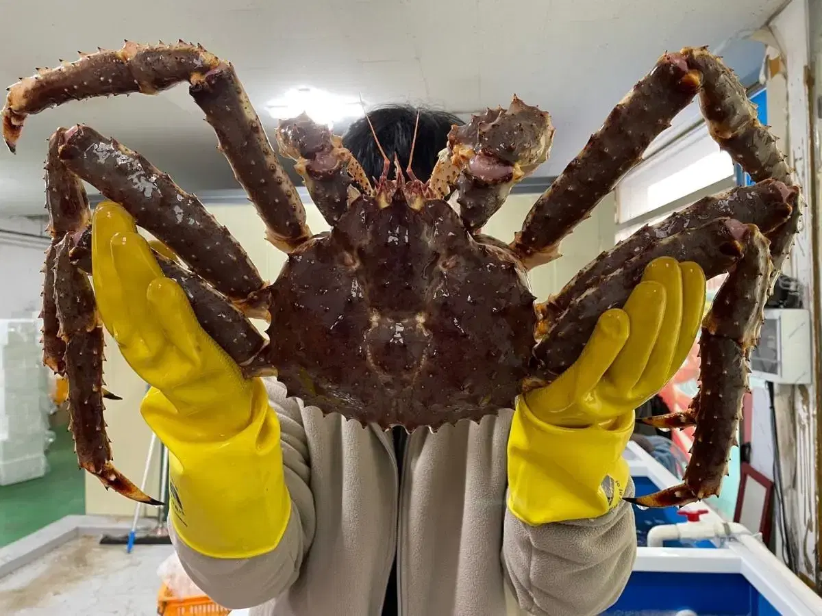 블루킹크랩 2.5kg