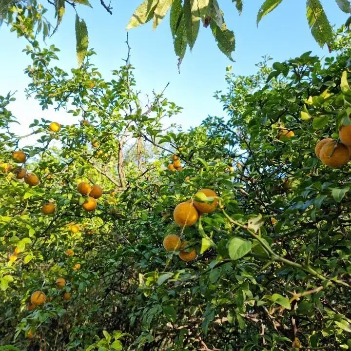 탱자자연산판매