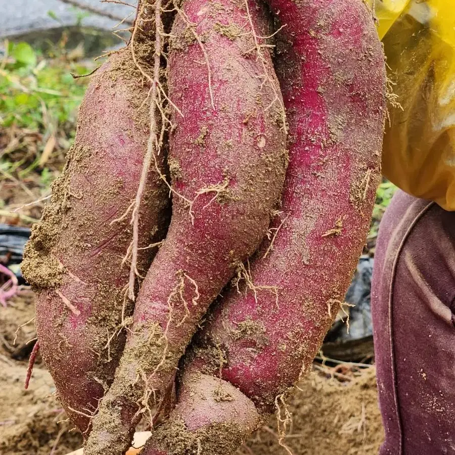 꿀고구마