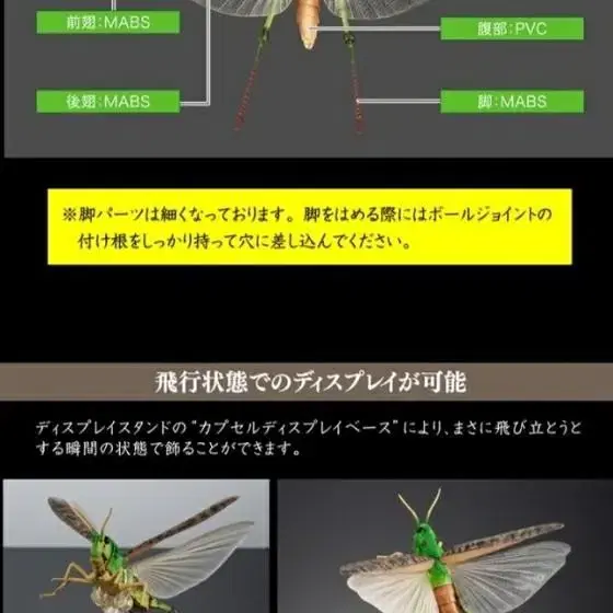 반다이 프리미엄 생물대도감 풀무치 피규어 가챠 메뚜기 캡슐토이 곤충 토이