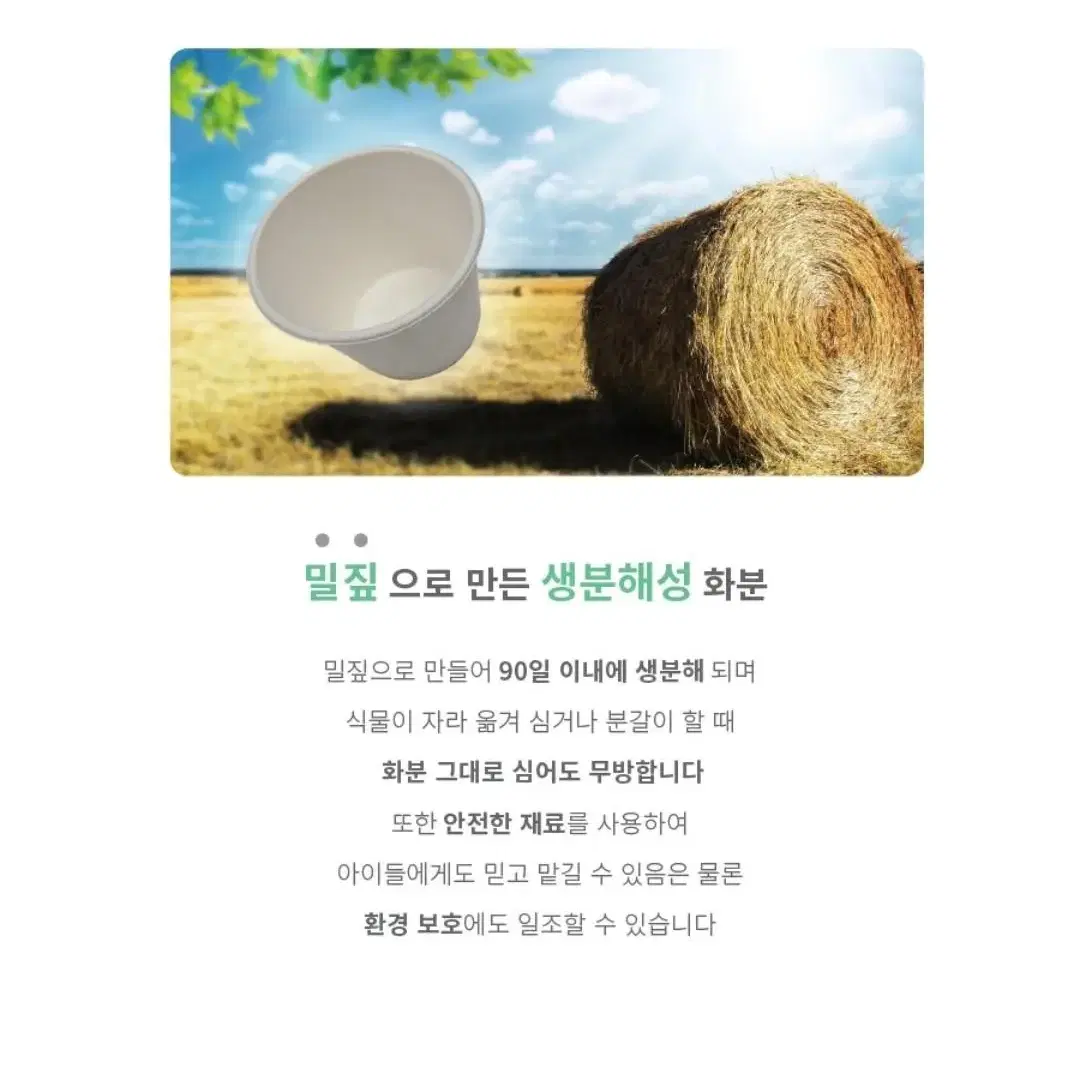 마이팜 식물키우기 6종 새상품