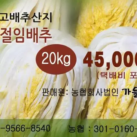 괴산 절임배추