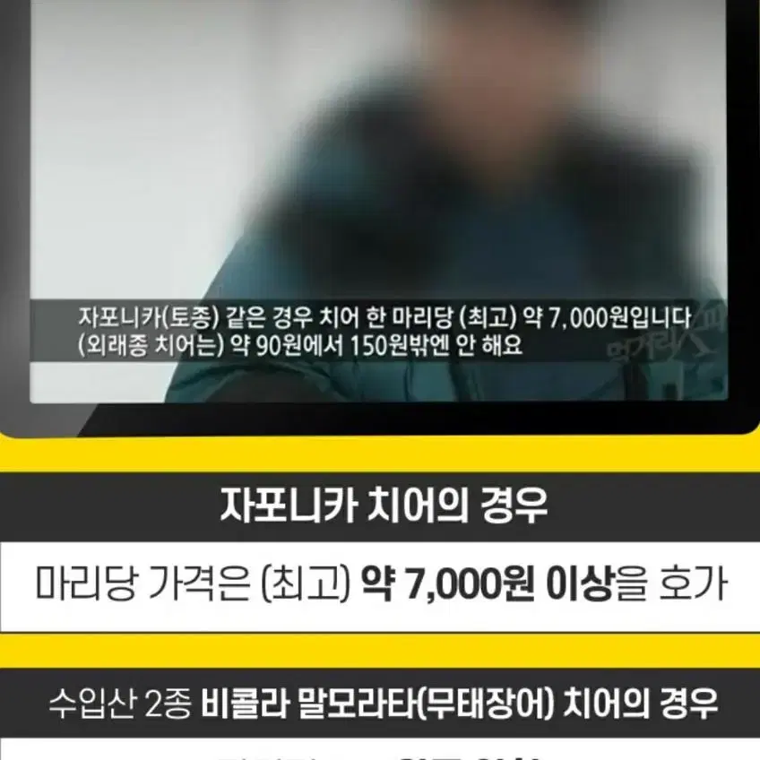 1종 자포이카 민물장어