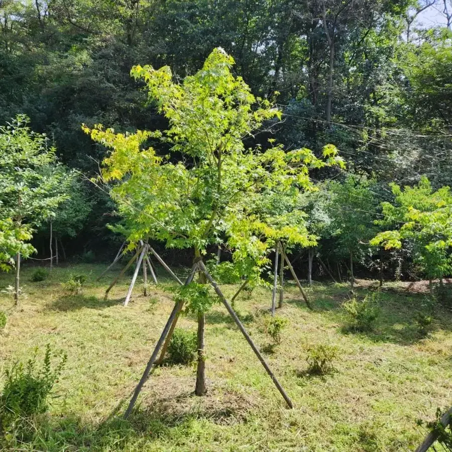 조경수 단풍나무 산딸나무등