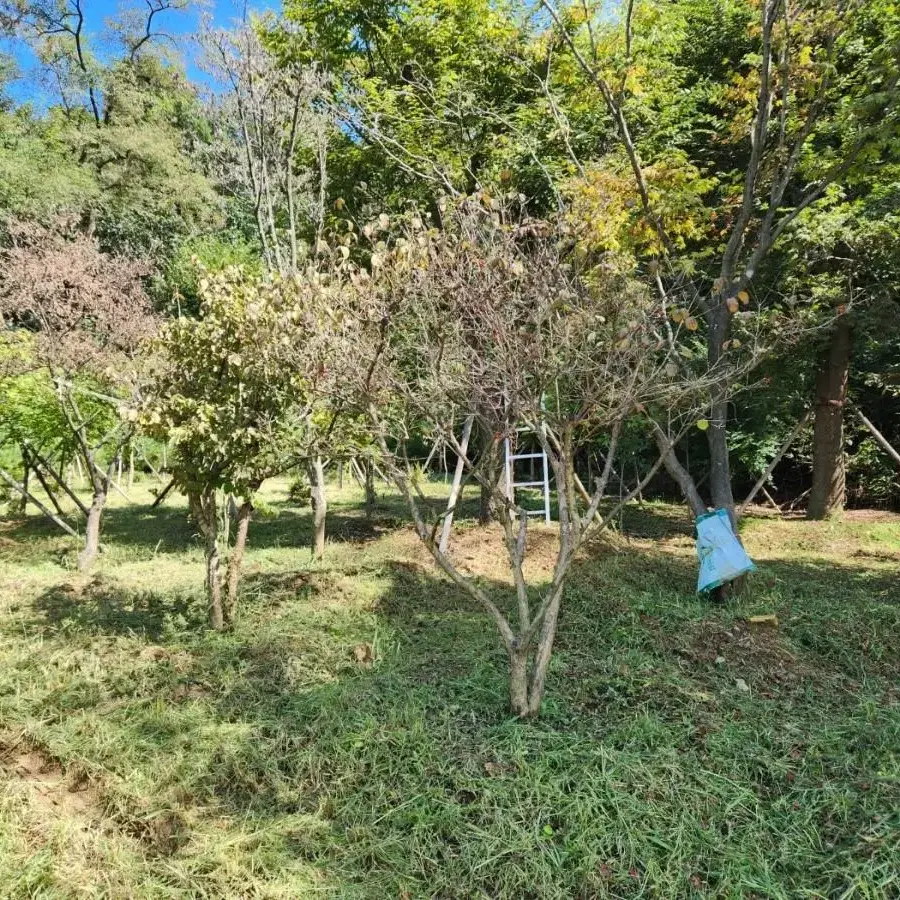 조경수 단풍나무 산딸나무등