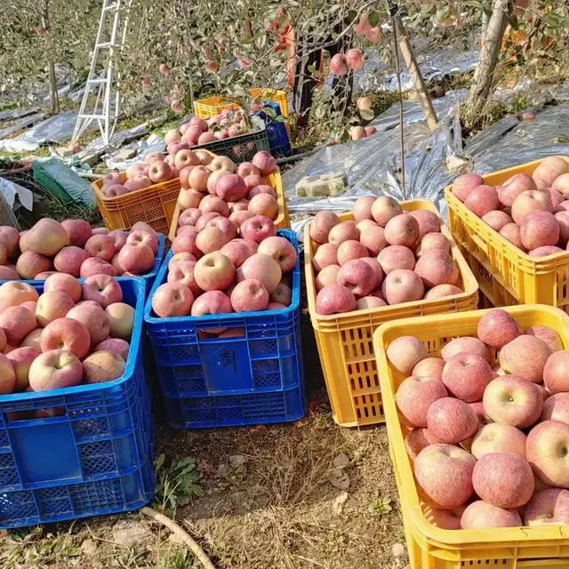 충주 부사. 사과 직접 농사지은제품 판매합니다