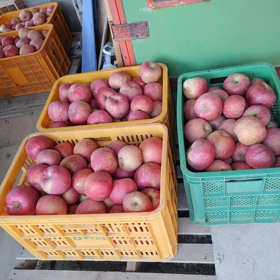 충주 부사. 사과 직접 농사지은제품 판매합니다