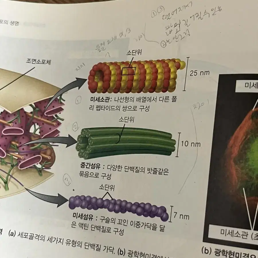 생명과학 11판