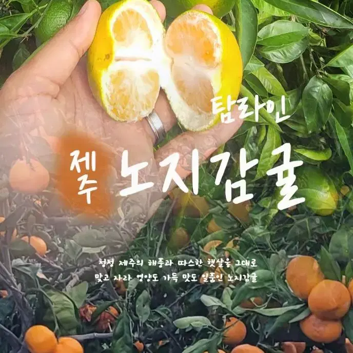 산지직송 제주 노지감귤 10kg 14,900원!!! 무료배송