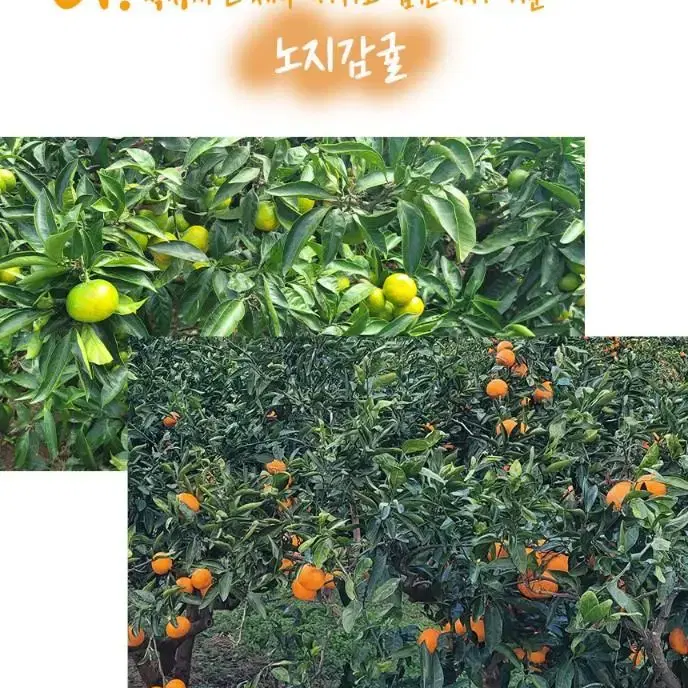 산지직송 제주 노지감귤 10kg 14,900원!!! 무료배송