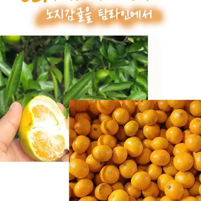 산지직송 제주 노지감귤 10kg 14,900원!!! 무료배송