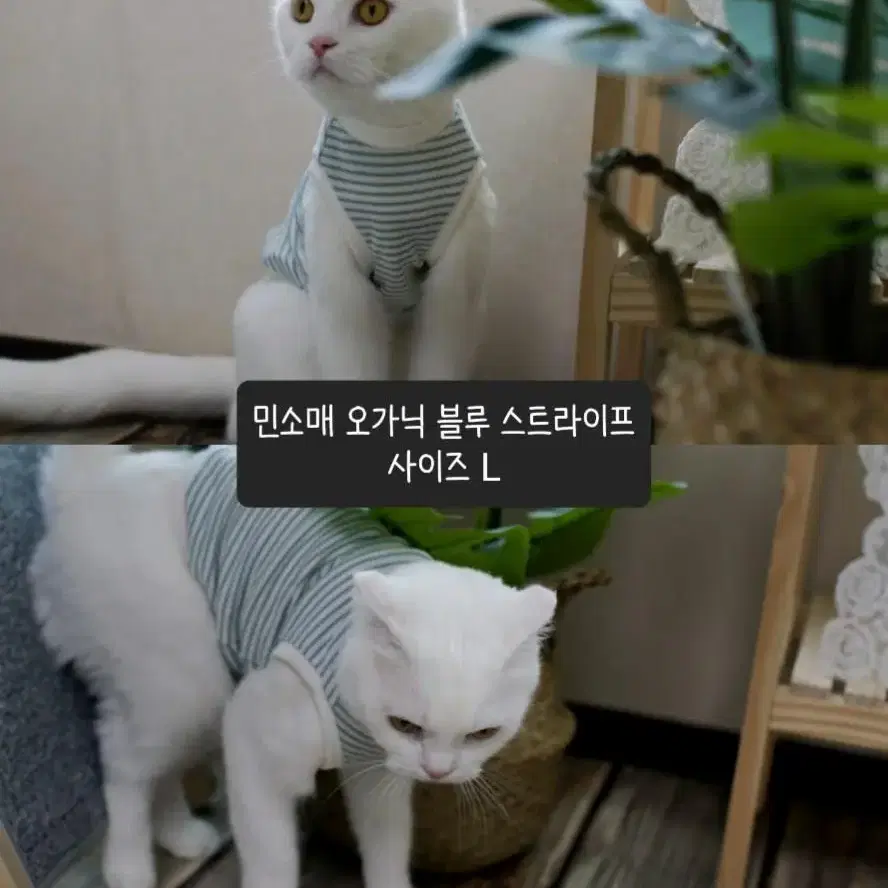 [5~7kg]아리캣 순면 오가닉 고양이옷 고양이조끼(민소매2개+조끼2개)