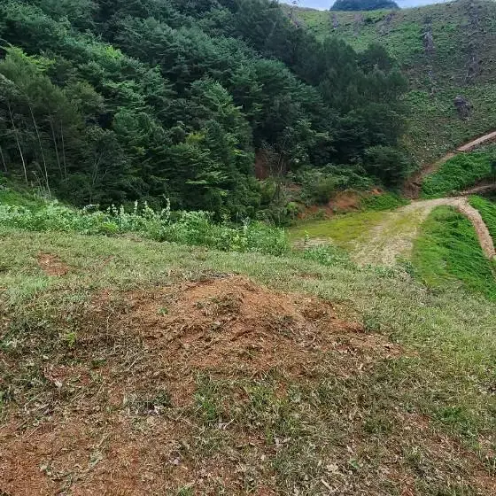 임야매매(충청북도 제천시 백운면 운학리 위치)