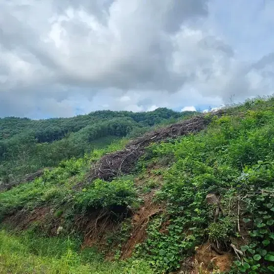 임야매매(충청북도 제천시 백운면 운학리 위치)