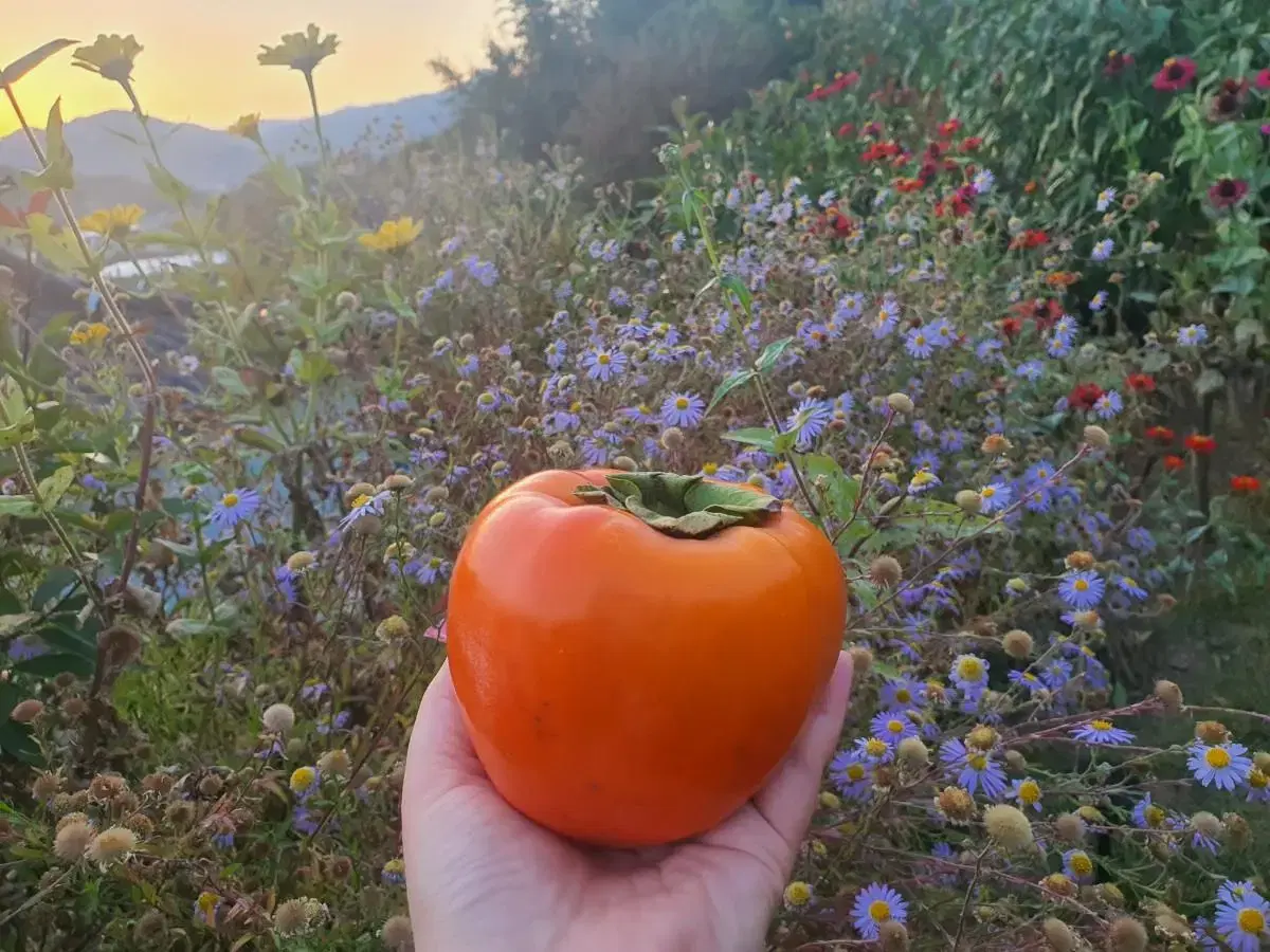 하동대봉감말랭이