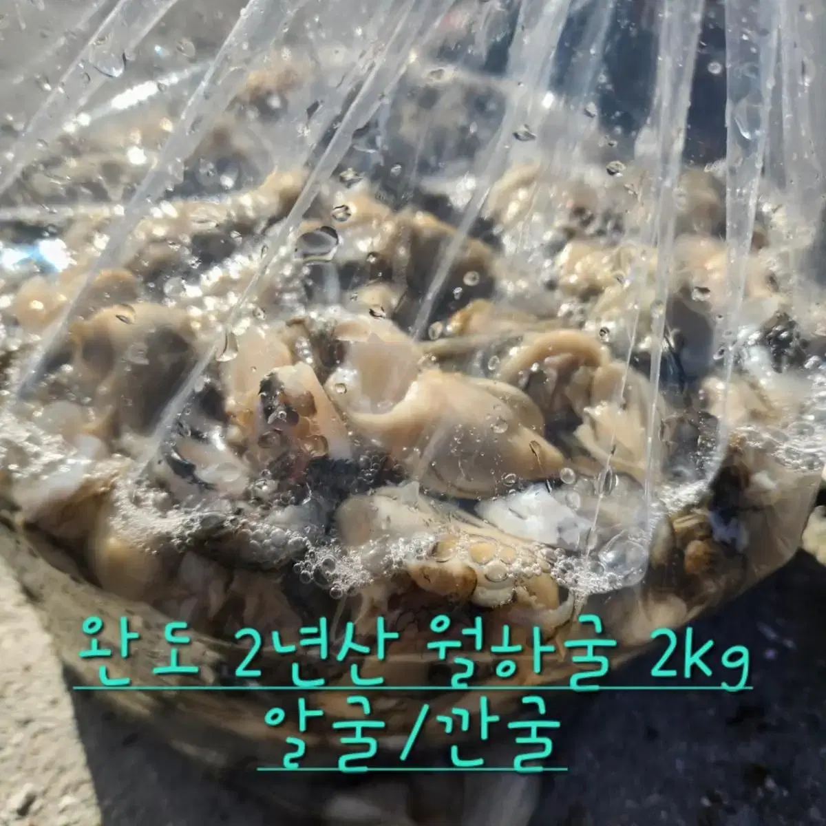 완도 2년산 월하굴 깐굴 2kg 무료배송 알굴 생굴