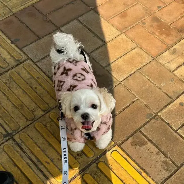 [바비라블리] 강아지 고양이 옷 겨울 퍼 실내복 애견몀품의류