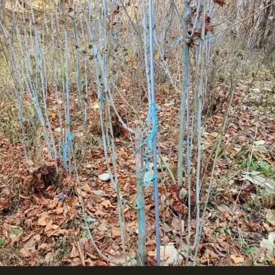 고산 벌나무 잔가지 판매합니다