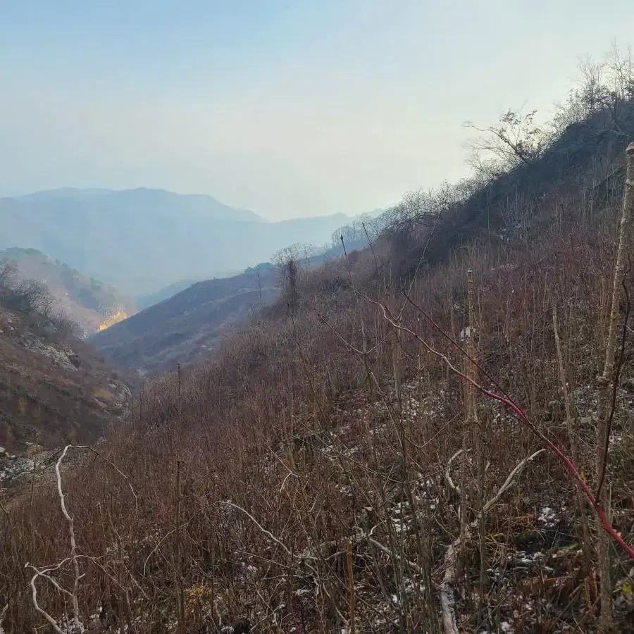 고산 벌나무 잔가지 판매합니다