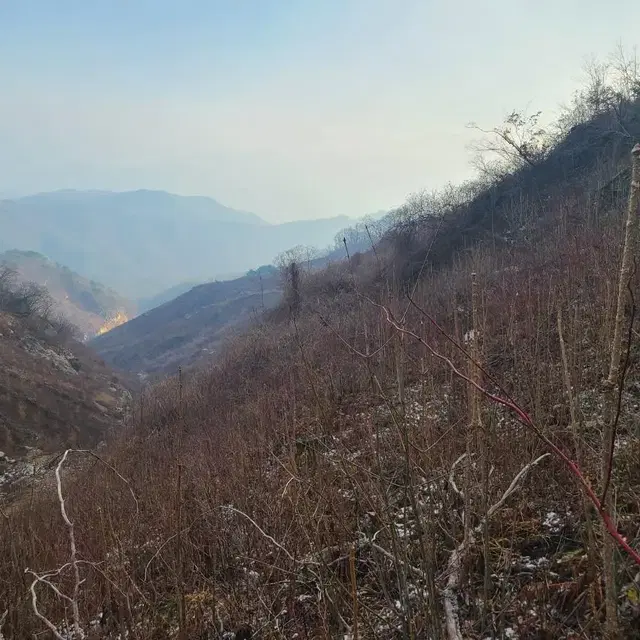 고산 벌나무 잔가지 판매합니다