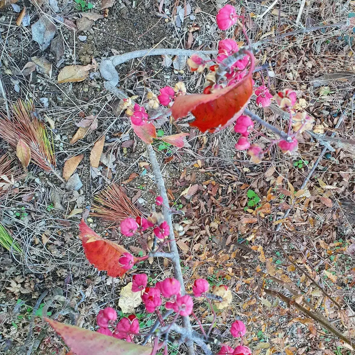 참빗살나무 정원수 조경수