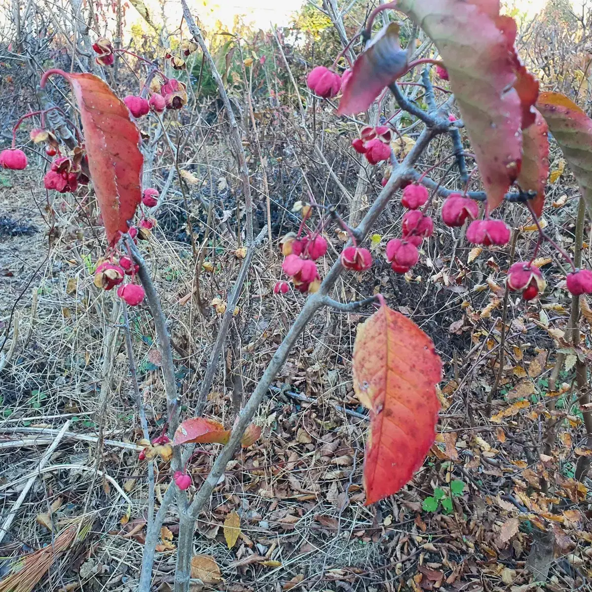 참빗살나무 정원수 조경수