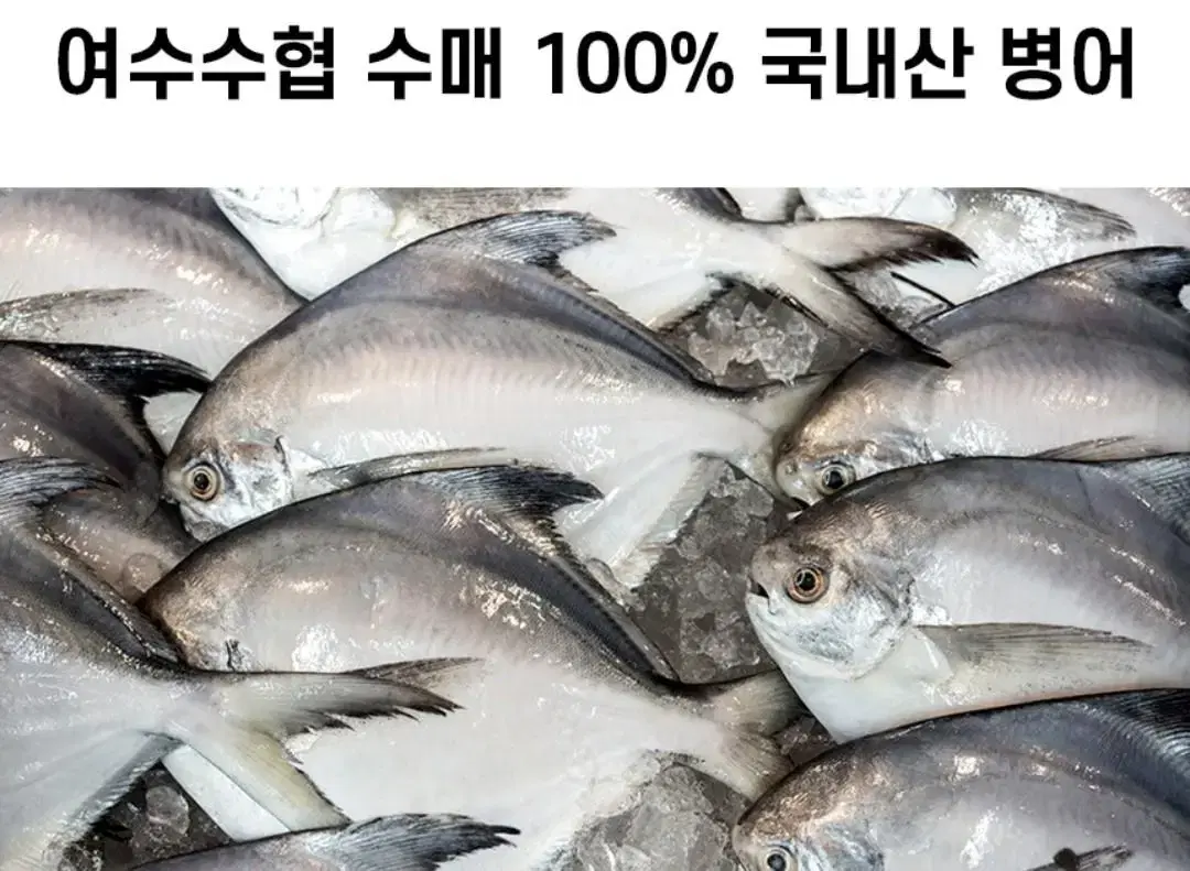 국내산 병어. 12마리