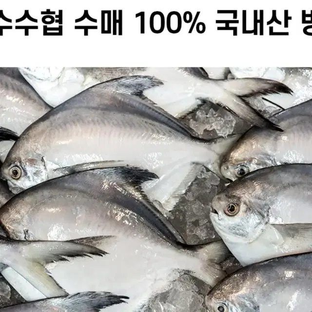 국내산 병어. 12마리