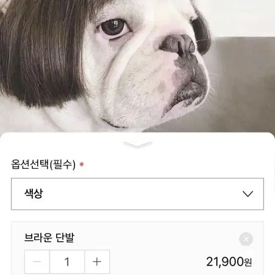 강아지가발 애견가발