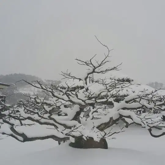 소사나무 분재 조경