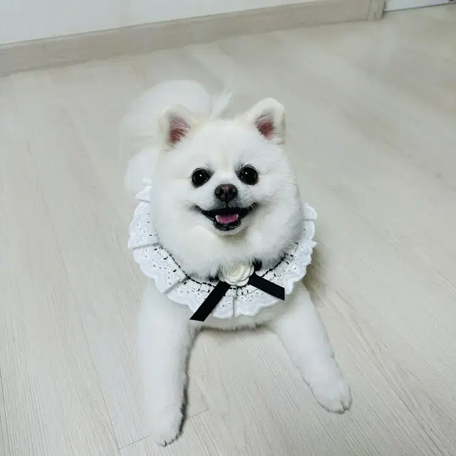 새상품) 안나랑 로즈 트위드 케이프_강아지 케이프 / 고양이 케이프