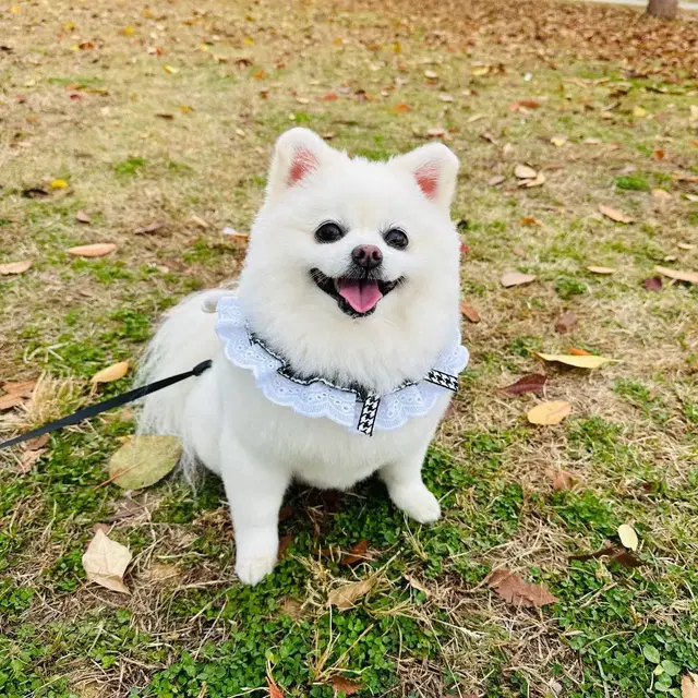 새상품) 안나랑 진주 트위드 케이프_강아지 케이프 / 고양이 케이프