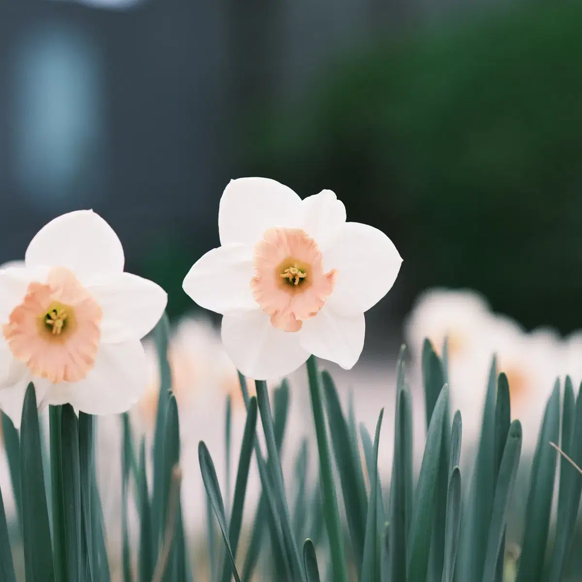 후지필름 XF 60mm F2.4 MACRO