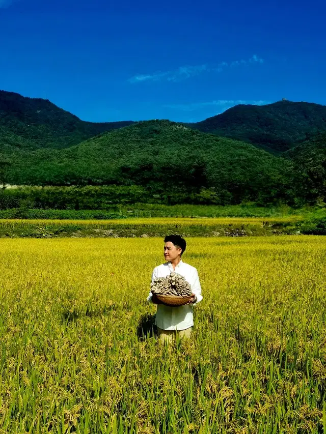 큰 느타리버섯 판매합니다.    1kg2kg벌크상품 입니다.