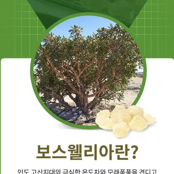 프롬바이오관절연골엔보스웰리아포커스 850mg x 60정