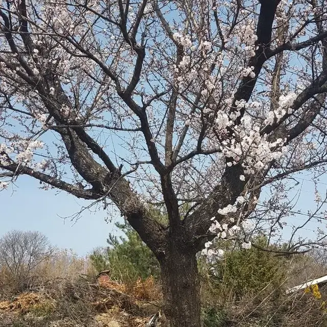 조경수.정원수  살구나무