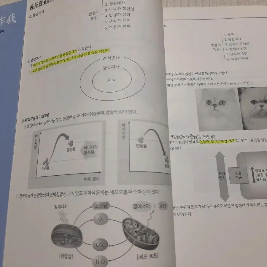 올어바웃 윤도영t