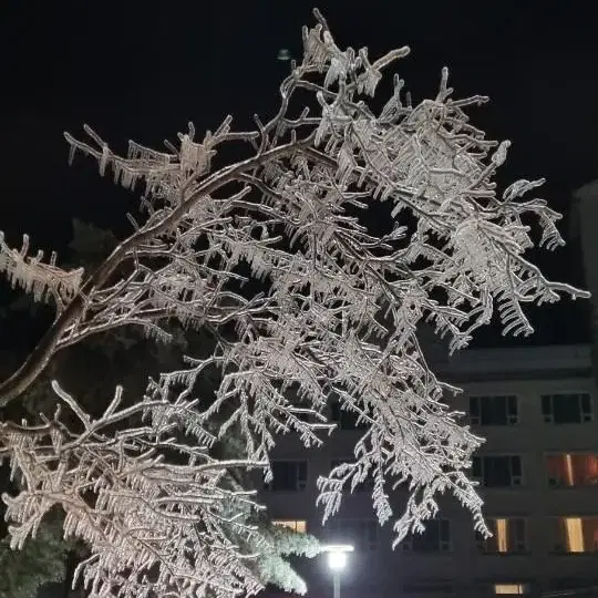 하이원  펠리스호텔 동겨시즌 판매