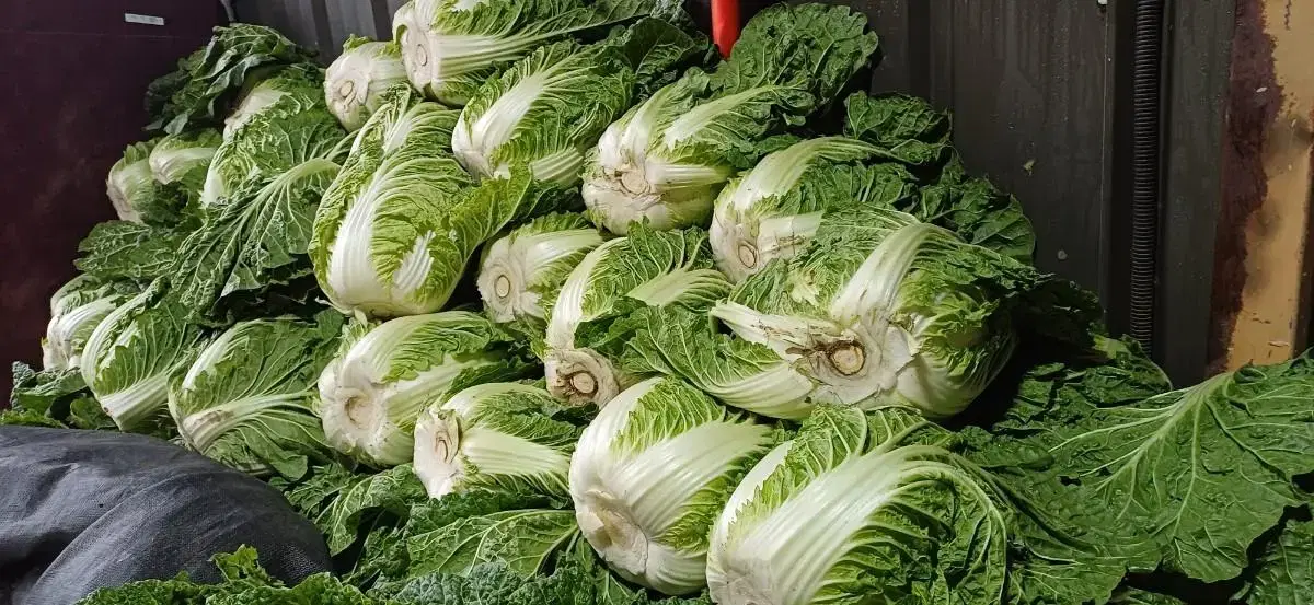 23년 맛있고 깔끔한 김장김지판매합니다