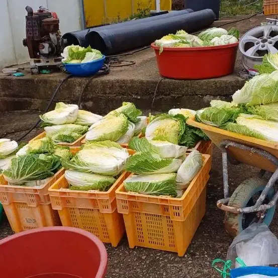 23년 맛있고 깔끔한 김장김지판매합니다