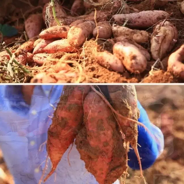 고구마 10kg, 원산지 전남산