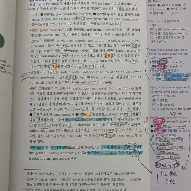 인체해부학 은학사