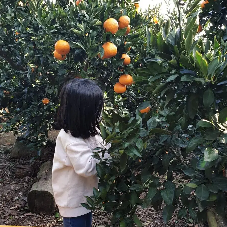 외할머니 서귀포 감귤 10kg 중대과 산지직송 귤