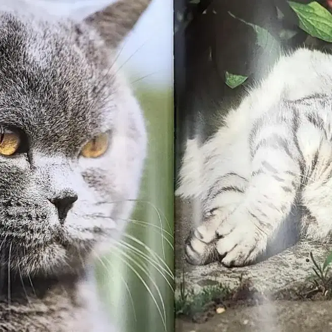 고양이 백과사전 예술 도서 사진집 미술 서적 동물학