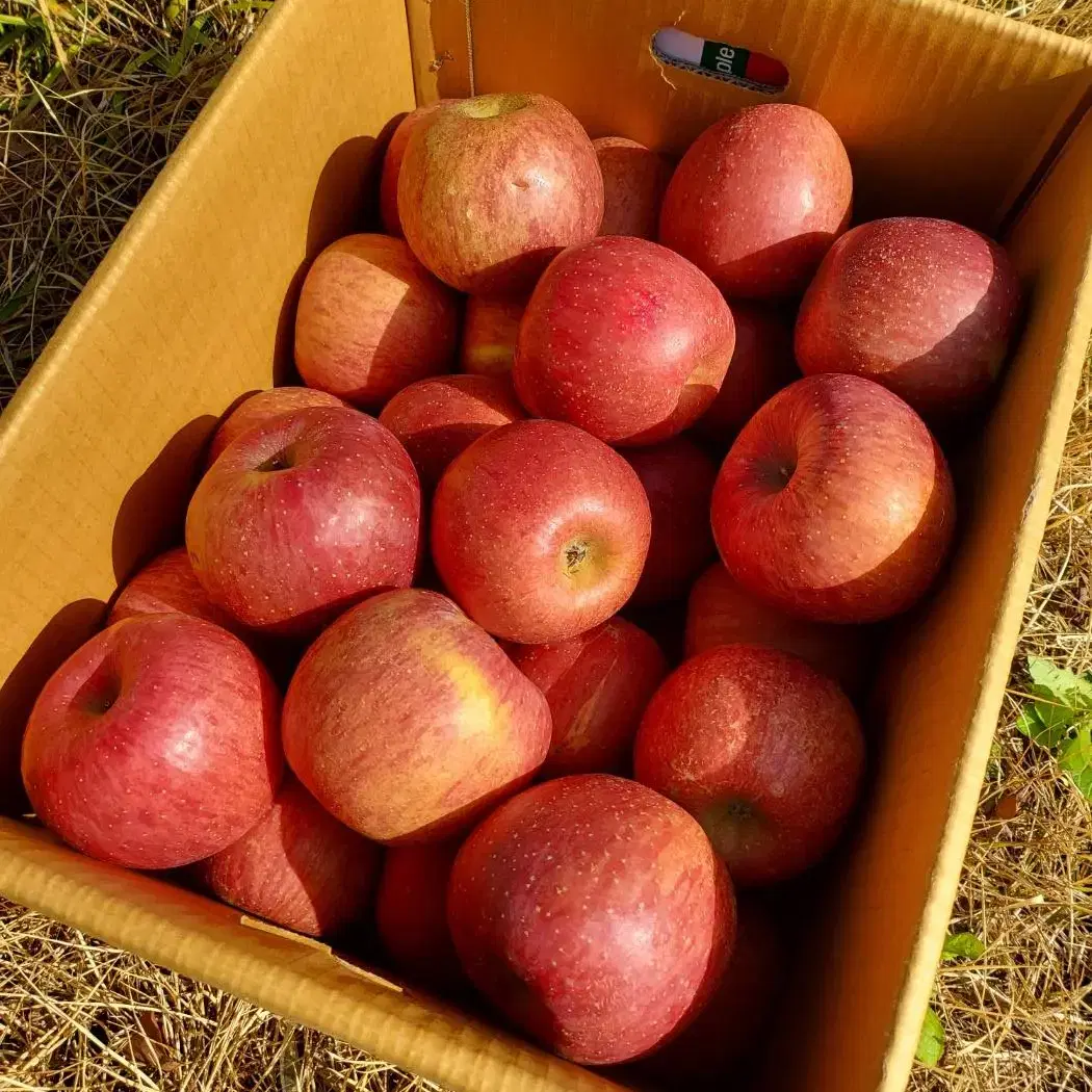 장수사과 흠과 중과 10KG 1박스 판매