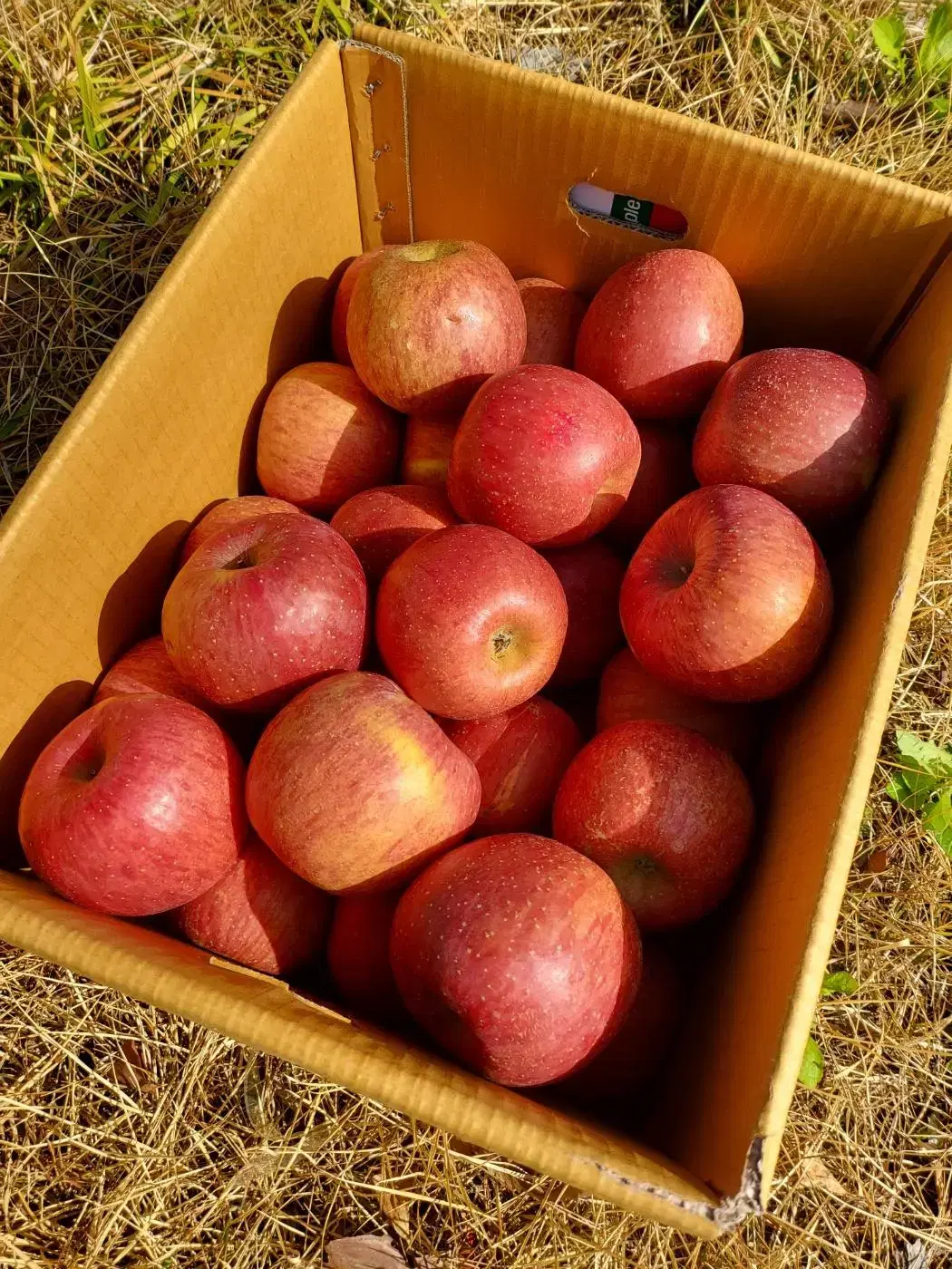 장수사과 흠과 중과 10KG 1박스 판매