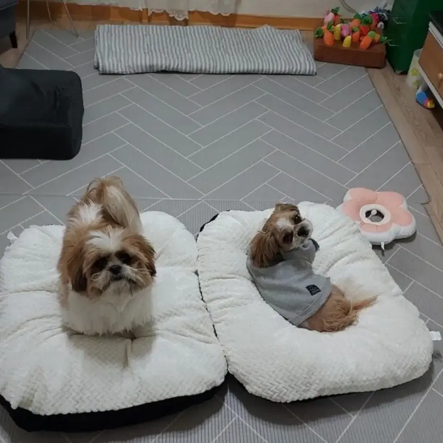 반려동물 쿠션, 강아지 고양이 쿠션 애견방석