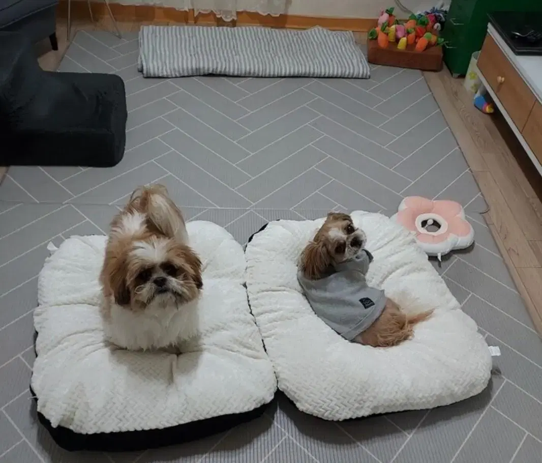 반려동물 쿠션, 강아지 고양이 쿠션 애견방석