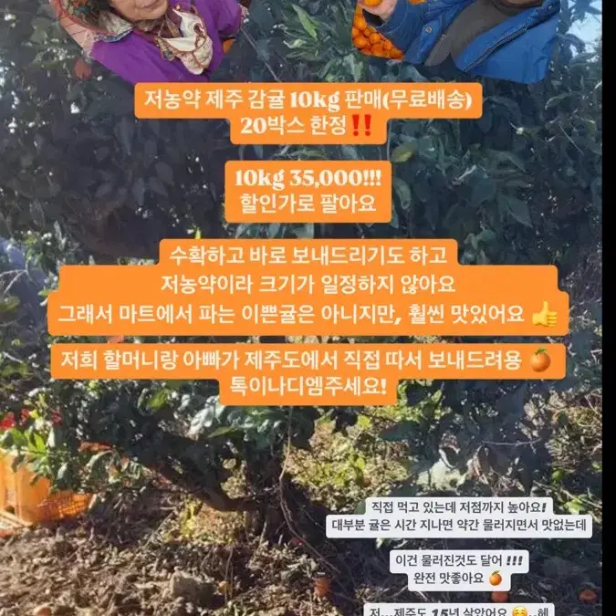 농약 안한 제주 감귤 10kg 판매(무료배송)